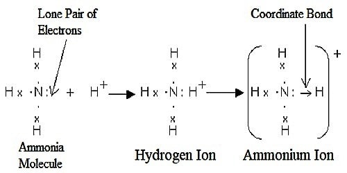 Which type of Bonds is present in Ammonia Ion?