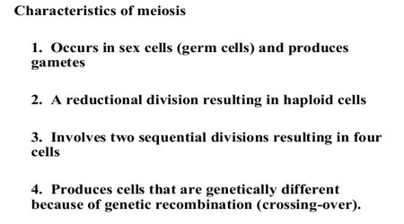 Characteristics of Meiosis 1