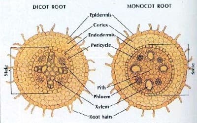 Dicot Root and Monocot Root 1