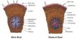 Anatomical Differences between Dicot Root and Monocot Root
