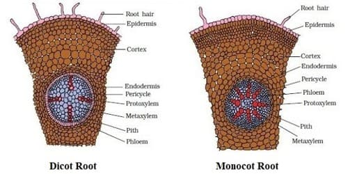 Monocot Root Anatomy