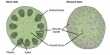 Difference between Anatomical Structures of Dicot Stem and Monocot Stem