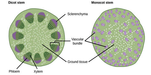 Difference between Anatomical Structures of Dicot Stem and Monocot Stem