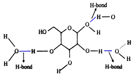 How the molecules of water and molecules of carbohydrate are connected with each other?