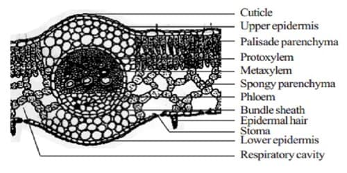 Internal Structure of Dicot Leaf 1