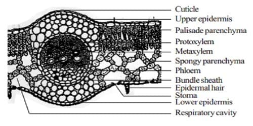 internal-structure-of-dicot-leaf