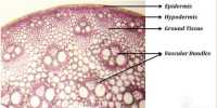 Mention the Identifying Characteristics of Internal Structure of Monocot Stem