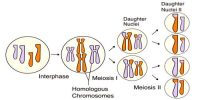Characteristics of Meiosis