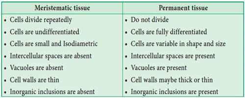 Meristematic Tissue and Permanent Tissue 1