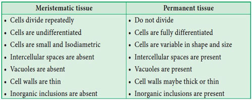 difference-between-meristematic-tissue-and-permanent-tissue-qs-study