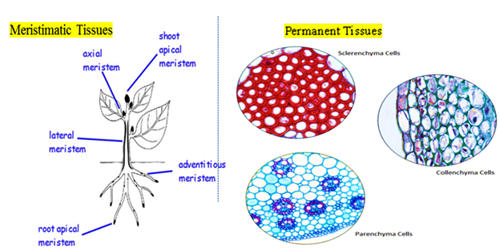 Difference Between Meristematic Tissue and Permanent Tissue