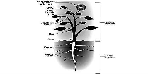 Difference between Root and Stem from their Anatomical Structures