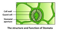 The Structure and Functions of Stomata