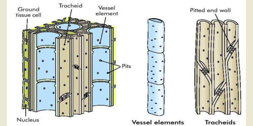 Describe the Structures and Functions of Xylem Tissue QS Study