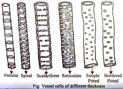 Describe the Structures and Functions of Xylem Tissue QS Study