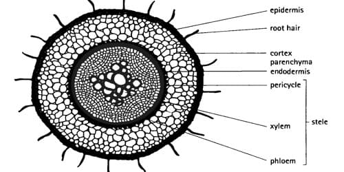 identifying-characteristics-of-the-internal-structure-of-dicot-root