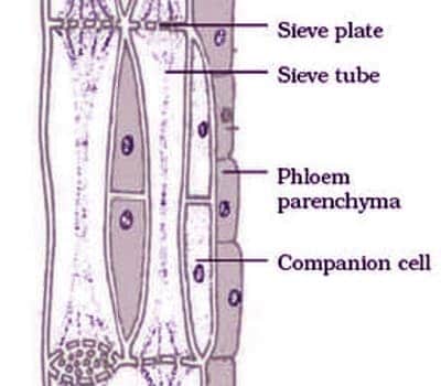 phloem tissue 1