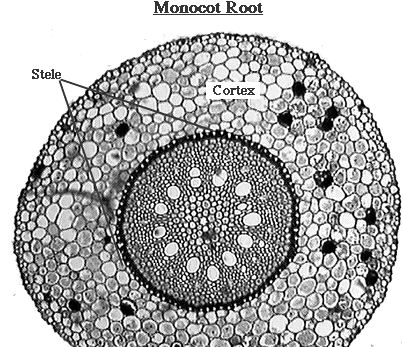 Identifying Characteristics of Internal Structure of Monocot Root