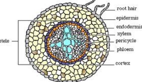 Identifying characteristics of the internal structure of Dicot Root ...