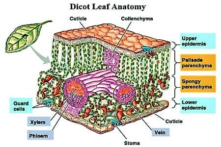 Describe the Anatomical Structure of a Dicot Leaf - QS Study