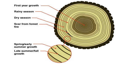 Explain Formation of Annual Ring - QS Study