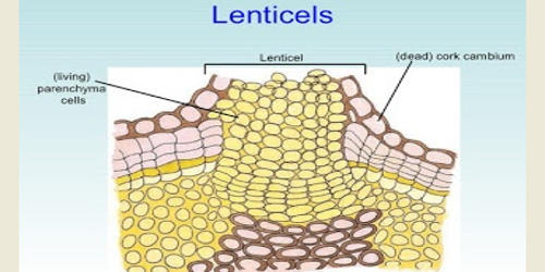 What is Lenticel?