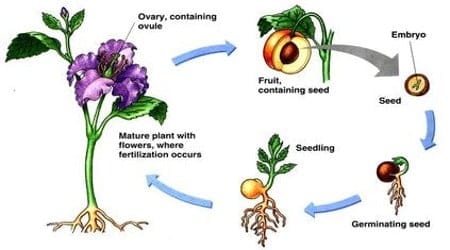 fertilization ovule ovary occur occurs zygote