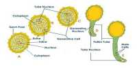 Describe the Formation and Structure of a Pollen Grain