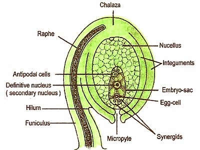 Typical Ovule 1