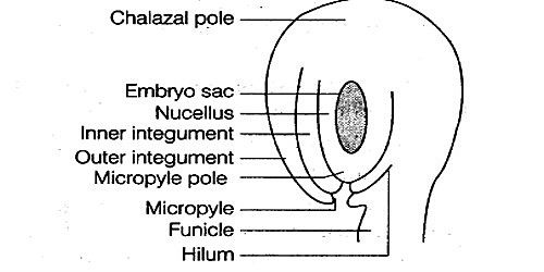 Describe with a Labelled Diagram of a Typical Ovule