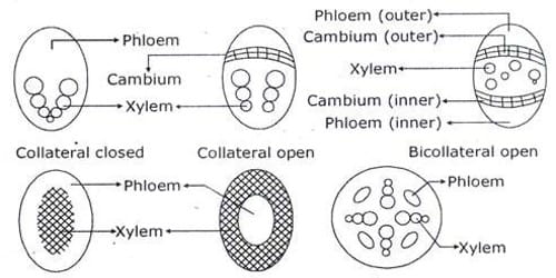 Vascular Bundle 1