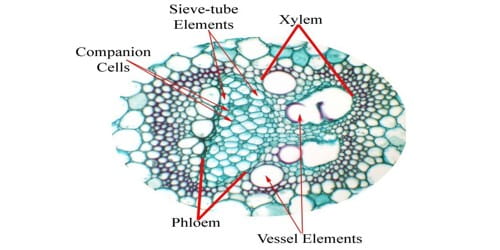 What is Vascular Bundle?