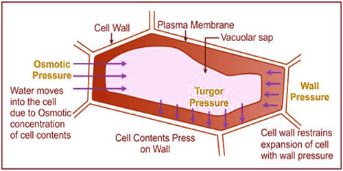 What Is Wall Pressure QS Study