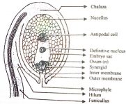 Describe with a Labelled Diagram of a Typical Ovule - QS Study