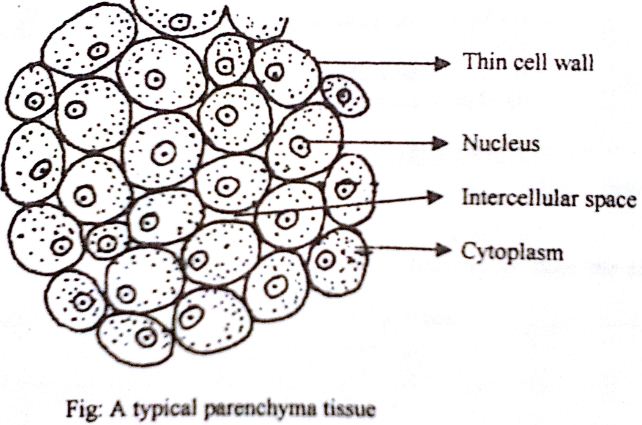 Describe on Parenchyma Tissue - QS Study