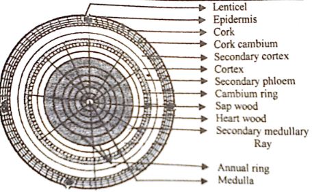 Annual Rings Labeled