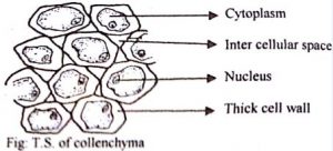 Structure and Function of Collenchyma Tissue - QS Study