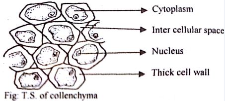 Structure and Function of Collenchyma Tissue - QS Study