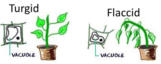 define-turgor-pressure-qs-study