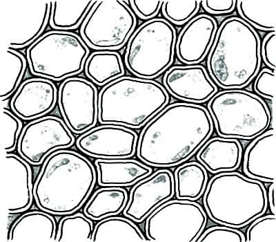 collenchyma tissue 1