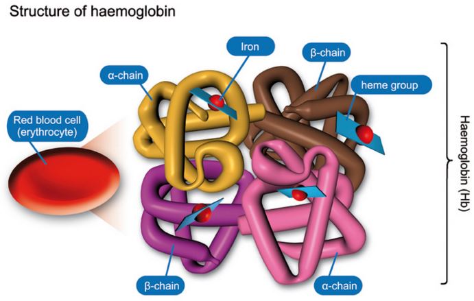 molecule paracetamol of  Compounds Define  in Haemoglobin terms Coordination QS