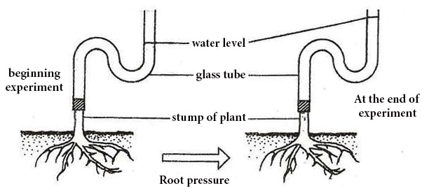 What Is Root Pressure In Plants Class 10