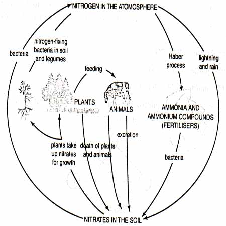 Nitrugen Cycle