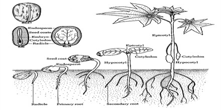 Define Angiosperm Plants