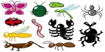 Characteristics of Invertebrates