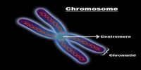 Define Chromosome with Classification