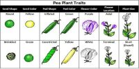 Why did Mendel Select Pea-plant for his Experiment?
