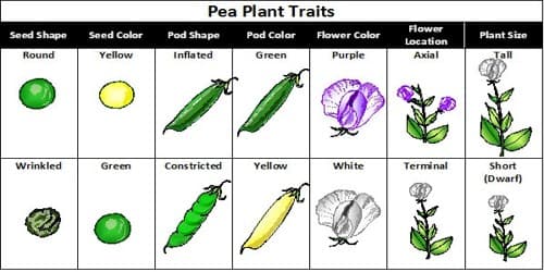 Mendel's Pea Plant Experiment Worksheets Answers