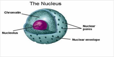 Define and Describe on Nucleus