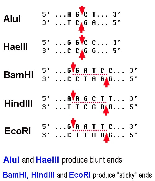 restriction-enzymes-youtube